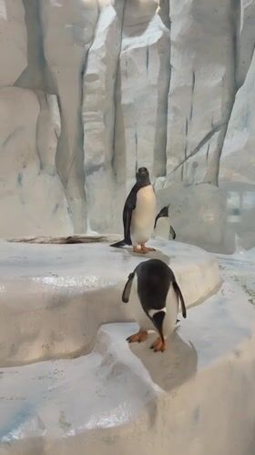 Three penguins spotted in icy exhibit at Hong Kong zoo