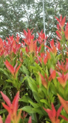 Early morning life documented in Lhokseumawe: flowers, work, food