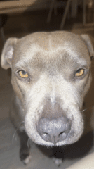 Gray pit bull dog observed resting indoors in Strasbourg