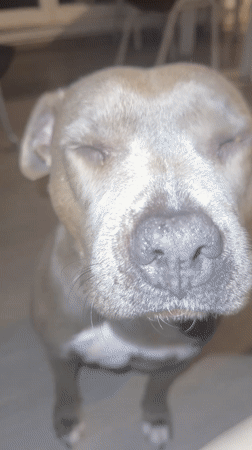 Gray pit bull dog observed resting indoors in Strasbourg