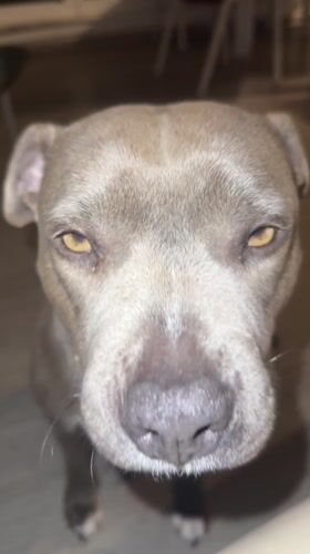 Gray pit bull dog observed resting indoors in Strasbourg