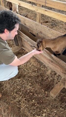A man in a green shirt and light gray pants is crouching near a wooden pen, hand-feeding corn kernels to a brown goat with small horns. The goat is inside the pen, eating from the man's palm. Straw covers the ground. Other goats are visible in the background.