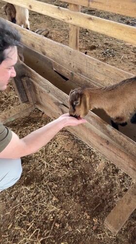 Person feeds goats and tends chickens at Tal Shahar farm