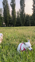 Two dogs explore Milan park during evening hours