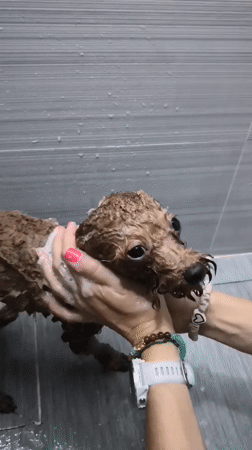 Dog bath and street life captured in Vietnam ward