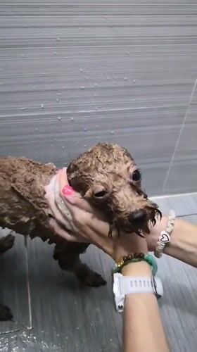 Dog bath and street life captured in Vietnam ward