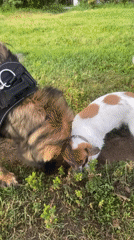 Police K9 and smaller dog interact in grassy area