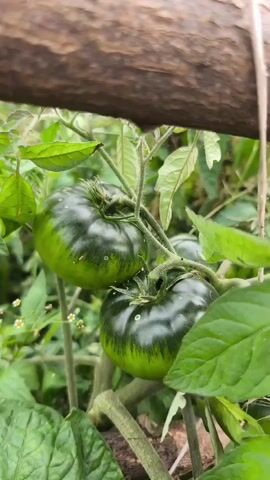 The video shows two large, dark green tomatoes growing on a vine. The tomatoes are plump and round, with slight indentations at the top where they attach to the stem. The skin is smooth and appears to have subtle variations in color, with darker green stripes or patches. The vine is covered in fuzzy green hairs, and there are other green leaves and some small white flowers visible in the background. A rough, brown wooden branch is positioned across the top of the frame, casting a shadow over some of the scene. The overall environment appears to be outdoors, possibly a garden or farm, with soft, natural lighting. The focus is on the tomatoes, with the background blurred.