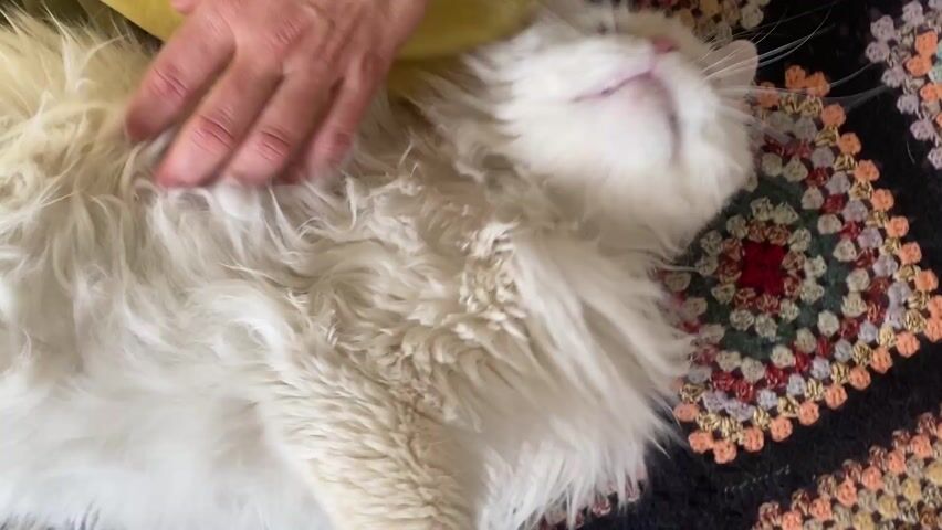 A hand is petting a long-haired, white cat lying on a colorful crocheted blanket. The cat has green eyes and a pink nose. The camera focuses close on the cat's face, getting very blurry. The cat meows.