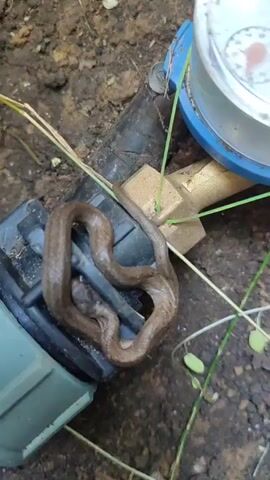 A small, brown snake is coiled on a black plastic fitting. The snake appears to be dead or injured. The fitting is connected to a black pipe, which is part of what looks like an outdoor water system. A brass connector and a blue meter with a white dial are also visible, attached to the pipe. The snake and fittings are lying on dark, damp soil, with dry grass stalks and small green plants growing around them. The lighting suggests it could be daytime, possibly overcast, with no strong shadows. The overall scene is an outdoor setting, likely a garden or yard in Novosamarka, Ukraine. There is no visible text in the media.