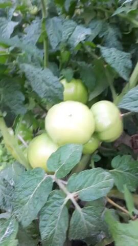 The video displays a close-up view of unripe green tomatoes on a tomato plant. The camera pans out to reveal a wider shot of a garden or field filled with numerous tomato plants, most of which are laden with more green tomatoes. The plants appear healthy, with lush green foliage. The lighting suggests it is daytime, possibly overcast or early morning/late afternoon, given the soft light. No people are visible in the footage.