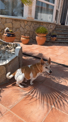 Dog explores patio courtyard in Mont-roig del Camp