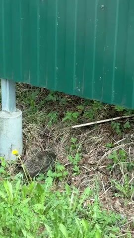The video shows a hedgehog walking through grass and leaves near a green metal fence. There is a yellow dandelion growing in the grass. A white pipe or pole is visible near the left edge of the frame. The hedgehog moves from right to left in the video.