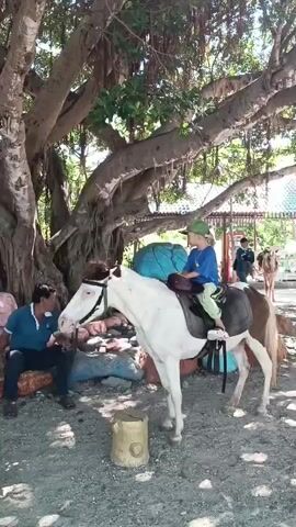 A man in a blue shirt and dark pants sits on a low, colorful seat to the left of a white and brown pony. A child in a blue shirt, green hat, and dark pants sits on the pony's saddle, holding the reins. A woman in a checkered shirt and brown pants walks past the pony from left to right. The pony stands on a gravelly surface beneath a large tree with hanging vines. In the background, there are structures that appear to be part of an animal enclosure or park, and another pony is visible in the distance. The overall setting suggests an outdoor recreational area, possibly a zoo or farm attraction.
