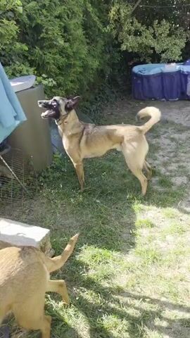 The video shows a light brown Belgian Malinois standing in a yard, barking, and turning around. A second Malinois is partially visible in the foreground. The yard has short grass and some bare spots. In the background, there are bushes, trees, a cylindrical container, a blue tarp, and a metal fan. A light blue cloth partially covers the container and fan. The sky is visible through the trees. The dogs are the primary focus of the video.