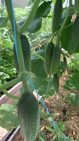 This video shows a close-up view of a cucumber plant growing in a greenhouse. Several young cucumbers are visible hanging from the vine, supported by blue strings. The cucumbers vary in size, with some being more developed than others. Green leaves and yellow flowers are also present on the plant. The background is filled with more greenery and the floor of the greenhouse is covered with straw. The camera is stationary and focuses on the cucumbers and the vine.
