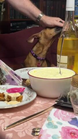 A medium shot shows a table with food, a wine bottle, and a brown dog with pointy ears sitting on a red sofa in the background. A person wearing a gold watch pets the dog on its head and then around the neck. The dog wears a purple collar with a red tag and looks around. On the table is a white bowl with what appears to be mashed potatoes, a plate with fried food covered in sauce, and a sealed container with sushi. A wine bottle sits next to the bowl. The table is covered with a pink tablecloth with a floral pattern. A bookshelf can be seen in the blurred background.