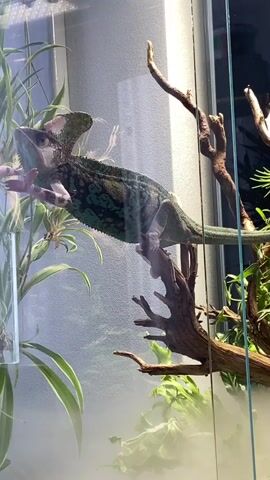 A chameleon is perched on a branch inside a glass enclosure. The chameleon has a distinctive crest on its head and is green with darker markings. The enclosure contains several plants, including long, green leaves and some branches. A fine mist is visible within the enclosure, creating a hazy effect. The lighting appears to be artificial, with a bright light source illuminating the top of the enclosure. The chameleon's body is positioned horizontally, with its head turned to the left. Its front legs are gripping the branch, and its hind legs are also in contact with the branch. The tail is curled around. The overall environment appears to be a humid, terrarium-like setting.