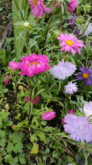 Late-summer garden in full bloom, Vereya, Russia