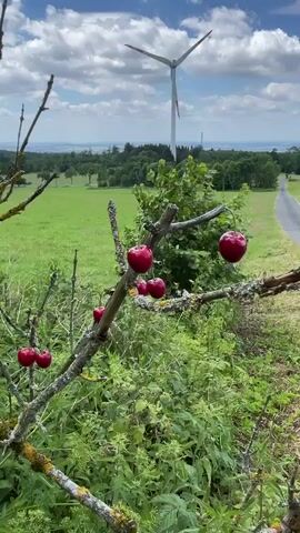 The video shows a close-up view of ripe cherries hanging from a bare tree branch. In the background, a vast green field stretches out under a cloudy sky, with a single wind turbine visible in the distance. A road can be seen curving through the landscape. The scene appears to be set in a rural area, possibly a cherry orchard, given the proximity of the cherries to the tree. The lighting suggests it is daytime, likely afternoon, with the sun breaking through the clouds. The overall mood is serene and peaceful, with the vibrant red of the cherries contrasting with the lush green of the field and the muted tones of the sky and wind turbine. There is no visible text in the video. The location context places this scene in Schwarzenborn, Germany, which is known for its picturesque countryside and agricultural landscape.
