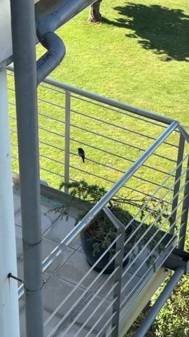 A small bird is perched on a metal railing on a balcony, a potted plant is on the balcony floor and a drainpipe runs down the side of the building. The balcony overlooks a green lawn and trees.