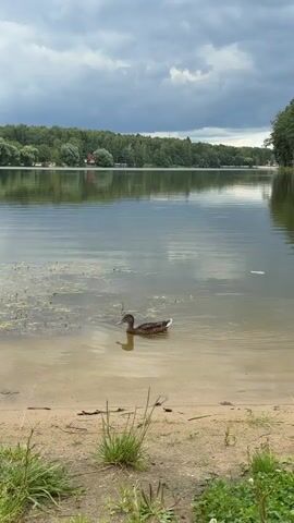 The video shows a duck swimming in a lake. The duck is brown and white and is in the center of the frame. The lake is calm and there are trees in the background. The sky is cloudy. The video is shot from a low angle, close to the water.