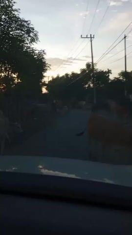 The video shows a view from inside a vehicle looking out at a rural road during dusk. Trees line both sides of the road, silhouetted against a pale sky with some light clouds and the setting sun. Several cows are visible on the road ahead, moving slowly. Power lines and poles are also present along the roadside. The overall atmosphere is peaceful and tranquil.