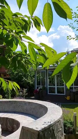 The video shows a sunny day with green leaves hanging in the foreground, obscuring a view of a curved stone seating area. In the background, a modern glass greenhouse with a dark roof stands on a wooden deck. The greenhouse has large windows, and some potted plants, including a pink one, are visible inside. A yellow watering can rests on the ground next to the deck. The surrounding area is lush and green with trees, bushes, and a patch of lavender. The sky is blue with scattered white clouds. The video is shot from a slightly low angle, looking up towards the trees and greenhouse.