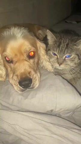 A close-up shot shows a golden cocker spaniel and a tabby cat lying together on a gray surface, possibly a bed or couch. The dog is on the left, with its head resting and eyes appearing orange, possibly due to a flash or lighting. The cat is to the right, also resting its head, with its eyes looking towards the camera and appearing to have blueish irises. The background is dark and out of focus, suggesting an indoor setting with low lighting. The animals appear to be in close proximity, resting together.