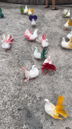Colorful birds and a friendly goat at a Ko Samui animal spot
