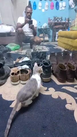 The video shows a man in a white t-shirt and dark shorts kneeling on the floor, holding up a smartphone to take a selfie. He is in a room that appears to be a living space or workshop. In front of him are several pairs of shoes and boots laid out on a dark rug with a patterned border. Two cats are present in the scene. One cat, predominantly gray and white, is positioned in the foreground, looking towards the shoes. Another cat, a tabby, is visible in the background, near a yellow couch. The room also contains various objects in the background, including shelves with items, a sewing machine, and a window with curtains. The overall impression is a casual, domestic setting with the man documenting himself and his surroundings, with the cats interacting with the space.