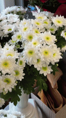Flower shop displays red roses and daisies in Liepaja