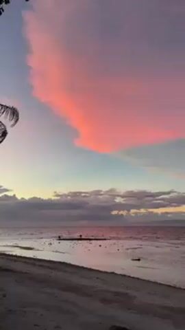 The video shows a tranquil beach scene at dusk or dawn, dominated by a colorful sky. A large pink cloud stretches across the upper right portion of the frame. Below it, layers of lower-lying clouds appear in shades of gray and mauve. The sea is calm, with a few figures visible at a distance, seemingly wading or standing in the water. The beach is sandy, with dark streaks suggesting recent high tide marks. In the foreground, the silhouette of a palm tree appears on the left side of the frame, with other vegetation near the base. The scene is peaceful and serene, capturing the natural beauty of the shoreline and sky. Some faint voices are heard.