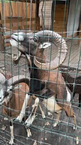 A close-up video captures a brown and white ram with large, curled horns standing behind a wire fence. The ram is positioned in the center of the frame, with its head slightly tilted upwards as if it is about to eat something. Its front legs are extended, and it appears to be reaching over the fence. In the foreground, partially obscured by the fence, another ram with similar horns is visible, as well as a portion of its head and neck. The background shows a wooden fence and some ground scattered with fallen leaves. A hand enters the frame from the left, holding a piece of food towards the ram's mouth. The ram's mouth is open, and it is in the process of taking the food. The overall environment appears to be an outdoor enclosure, possibly a zoo or a farm.