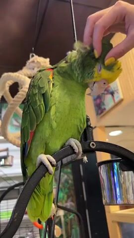 A parrot with green plumage and yellow accents on its head is perched on a black metal stand. Its eyes are closed, and it appears to be enjoying being petted by a person's hand. The person's hand has bright yellow nail polish. The background shows a room with shelves, a cage, and decorations. The parrot is facing left, and the person's hand is coming from the right side of the frame, gently stroking the parrot's head. There is a rope in the upper left corner.
