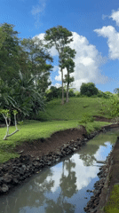 Quiet moments: canal landscape and nursing dogs in Kediri