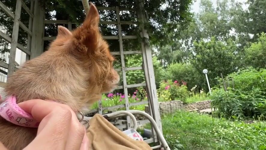 Chihuahua and garden life on a wet Stavropol morning