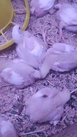 This media file features a group of young chicks resting on a bed of wood shavings. The chicks are mostly light yellow and white, with some showing pinkish undertones. Many are lying down, some with their heads tucked under their wings, while others are sitting or beginning to stand. Their eyes are open and appear alert.

In the upper left corner, a portion of a bright yellow feeder is visible, suggesting a farm or poultry raising environment. The lighting is somewhat dim and diffused, creating a soft focus effect. The overall scene conveys a sense of peacefulness and rest among the young birds. There are no people visible, and the environment is consistent with an indoor enclosure for chicks. The time of day and weather are not discernible from the visual information. No text is visible in the media file.