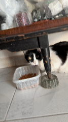 Domestic cats observed in routine household activities in Puebla