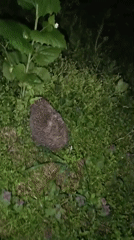Evening stroll documents spring flowers and hedgehog in Pleven
