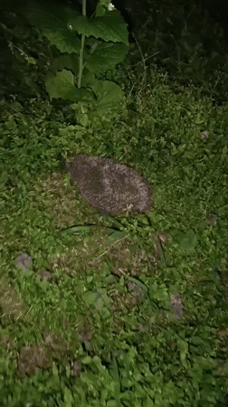 Evening stroll documents spring flowers and hedgehog in Pleven