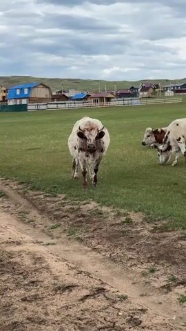 The video shows a cow standing in a grassy field near a dirt road. The cow is white with brown spots, and it has horns. In the background, there are several houses with different colored roofs. Another cow is grazing behind the first one. The sky is cloudy. The video seems to be taken from a stationary position.