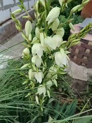 The video shows a close-up view of a flowering plant with multiple white, bell-shaped flowers and green buds. The plant has long, slender green leaves at its base. In the background, there is a brick wall, some greenery, and what appears to be part of a structure made of brick. The lighting suggests it is daytime, and the overall setting seems to be an outdoor garden or yard. The camera is relatively still, with slight movements that follow the plant's structure. No people or animals are visible.