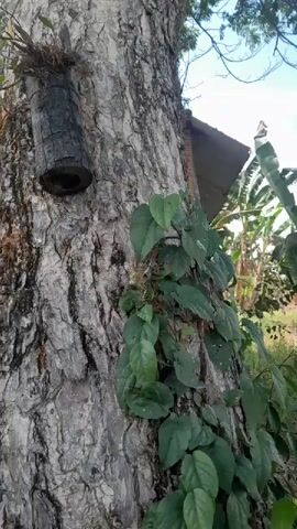 The video shows a close-up view of a large tree trunk with rough bark. Attached to the trunk is a hollowed-out piece of wood, possibly a bee hive, with a dark opening. Green vines with heart-shaped leaves are growing up the side of the tree, partially obscuring it. In the upper right corner of the frame, a small, slanted roof structure, made of what appears to be corrugated metal or similar material, is visible. The background consists of out-of-focus greenery, including what looks like banana plants, and a bright sky. The lighting suggests it is daytime.