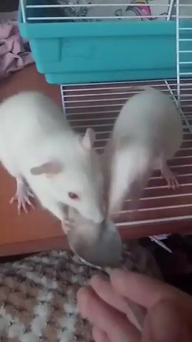 Two white rats with pink eyes are eating from a metal bowl held by a person's hand. The rats are positioned near a blue and white cage. The background appears to be a room with patterned fabric on the floor and other objects.