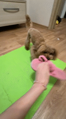 Home beauty session with a poodle making cameos, Kyiv
