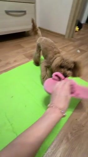 Home beauty session with a poodle making cameos, Kyiv