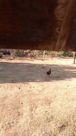 A rooster is walking in a dusty yard. The yard is mostly dirt with some dry grass. In the background, there are trees and some wooden structures. The camera is looking out from under a wooden overhang.
