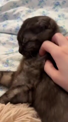 A small, dark-furred kitten, possibly a tabby with mottled brown and black markings, is seen lying down with its eyes closed, appearing to be asleep or deeply relaxed. A human hand gently pets or scratches the kitten's head and neck area. The kitten is resting on a white blanket or bedding with a light blue floral pattern. The scene depicts a calm and affectionate interaction between the human and the kitten.