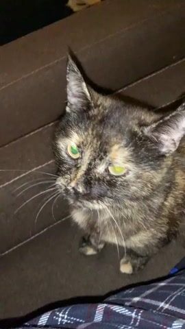 A tortoise-shell cat with green eyes is looking up intently at something off-camera. The cat is sitting on a dark brown couch, with its paws visible. The background shows the textured surface of the couch. The lighting is dim, suggesting it might be evening or indoors. The cat's expression is one of focused attention, perhaps a little curious or expectant. A human hand enters the frame from the right side of the screen at 00:04, reaching towards the cat. The cat's eyes change from green to yellow as the hand approaches. The scene takes place indoors, likely in a living room, given the couch. There is no visible text in the video.
